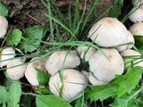 Candolleomyces candolleanus image