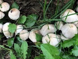 Candolleomyces candolleanus image
