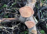 Hapalopilus rutilans image
