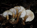 Cystoderma amianthinum image