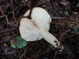 Lactarius pallescens var. pallescens image