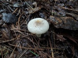 Lactarius pallescens var. pallescens image