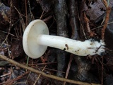 Lactarius pallescens var. pallescens image