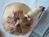Lactarius pallescens image