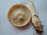 Lactarius pallescens image