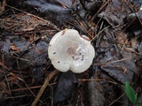 Lactarius uvidus image