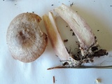 Lactarius uvidus image