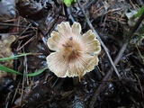 Inocybe rimosa image