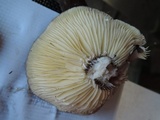 Lactarius lignyotus image