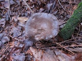 Lactarius lignyotus var. marginatus image