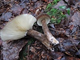 Lactarius lignyotus var. marginatus image