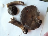 Lactarius lignyotus var. marginatus image
