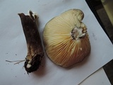 Lactarius lignyotus var. marginatus image