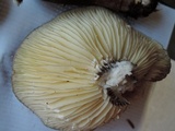 Lactarius lignyotus image