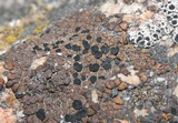 Lecidea atrobrunnea image
