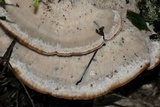 Fomitopsis spraguei image