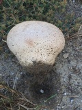 Calvatia cyathiformis image