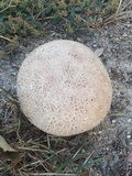Calvatia cyathiformis image