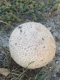 Calvatia cyathiformis image