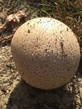 Calvatia cyathiformis image