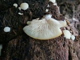 Crepidotus applanatus image