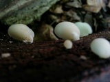 Crepidotus applanatus image