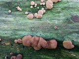 Hypocrea peltata image