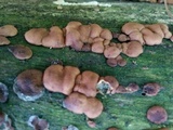 Hypocrea peltata image