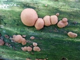 Hypocrea peltata image
