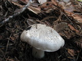 Tricholoma pardinum image