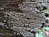Xylobolus frustulatus image