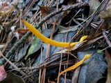 Clavulinopsis aurantiocinnabarina image