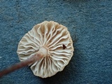 Marasmiellus ramealis image