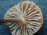 Marasmiellus ramealis image
