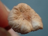 Marasmiellus ramealis image