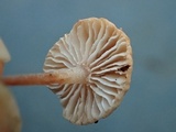 Marasmiellus ramealis image