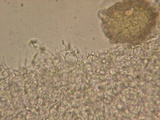 Marasmiellus ramealis image
