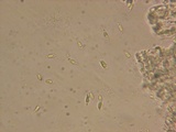 Marasmiellus ramealis image