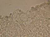 Marasmiellus ramealis image