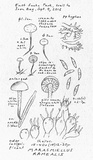 Marasmiellus ramealis image