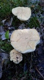 Gyroporus cyanescens var. violaceotinctus image