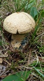 Gyroporus cyanescens image