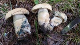 Gyroporus cyanescens var. violaceotinctus image