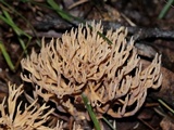 Phaeoclavulina myceliosa image