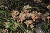 Phaeoclavulina myceliosa image