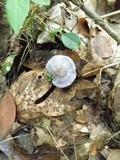 Cortinarius iodes image
