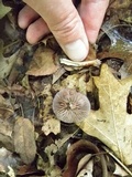Cortinarius iodes image