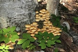 Pholiota squarrosoides image