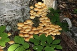 Pholiota squarrosoides image