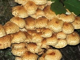 Pholiota squarrosoides image